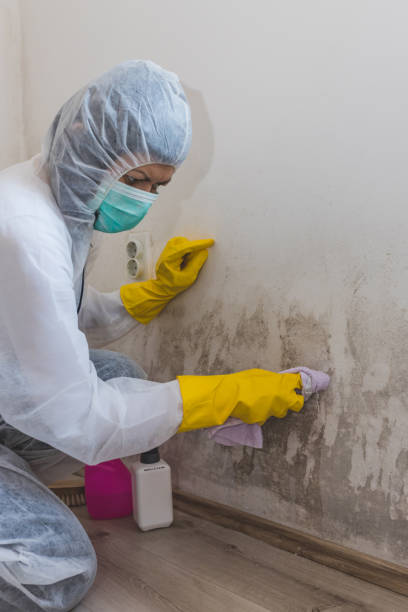 Best Dehumidification Services  in Ilco, WA